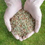 When to Apply Weed and Feed to Your Lawn
