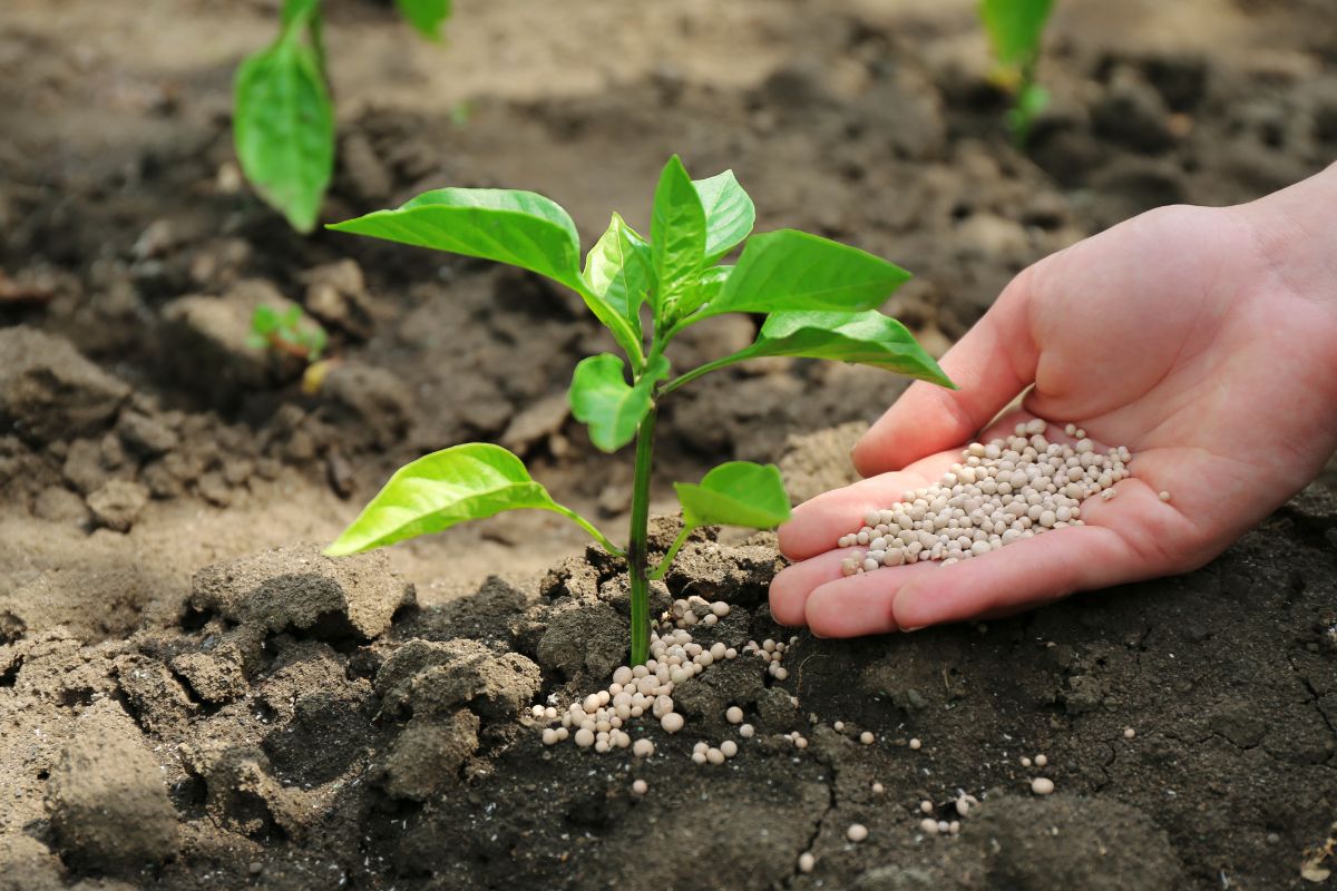 Female hand with fertilizer for plant over soil background