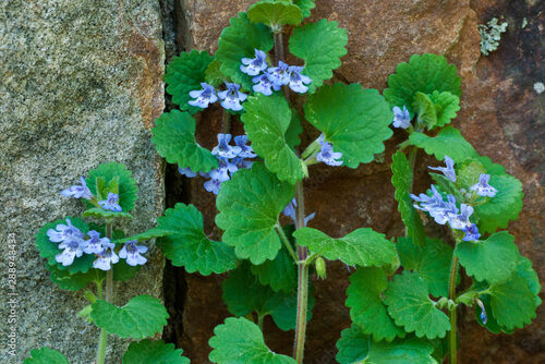 close up of ground ivy with small purple flowers