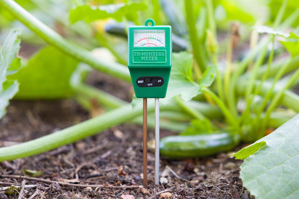 Green colored Soil moisture meter in a vegetable garden