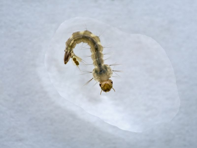 closeup of a mosquito larva