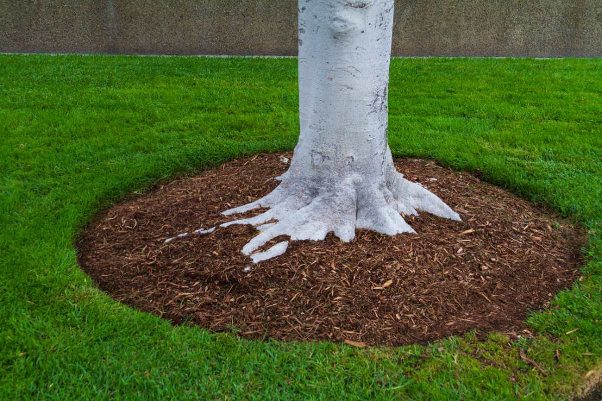 Tree trunk with exposed roots surrounded by a circular ring of brown mulch, set in a neatly maintained green lawn.