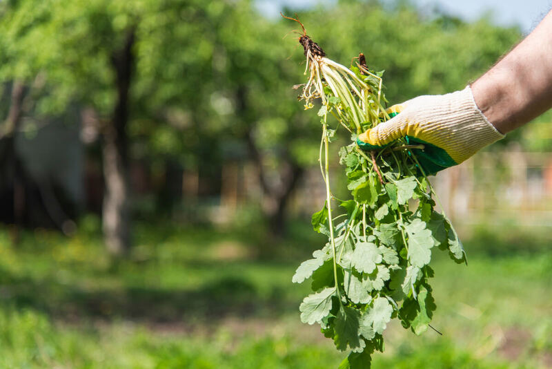 Hand holding a weed pulled from a garden