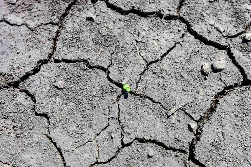 A small green plant sprouting through deep cracks in dry, parched soil, illustrating soil shrinkage and heat stress.