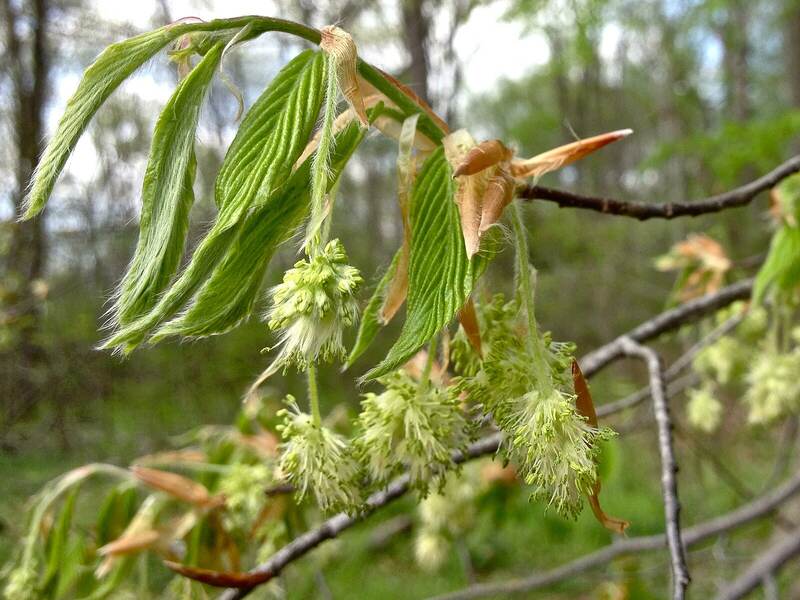 close up image of American Beech plant