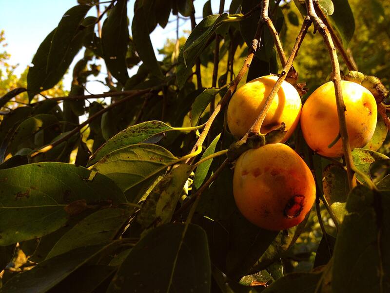 sunlight shining on the fruits of American Persimmon plant