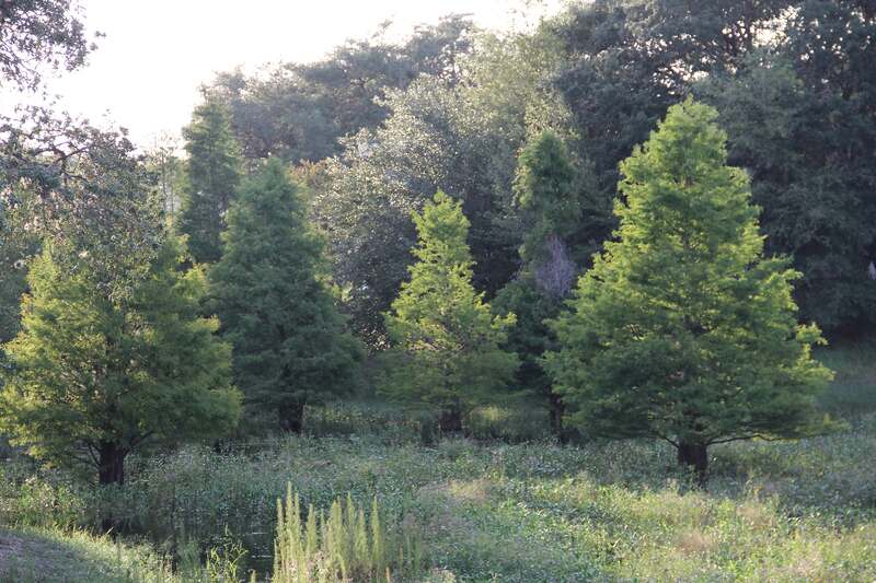 closeup of Bald cypress tree