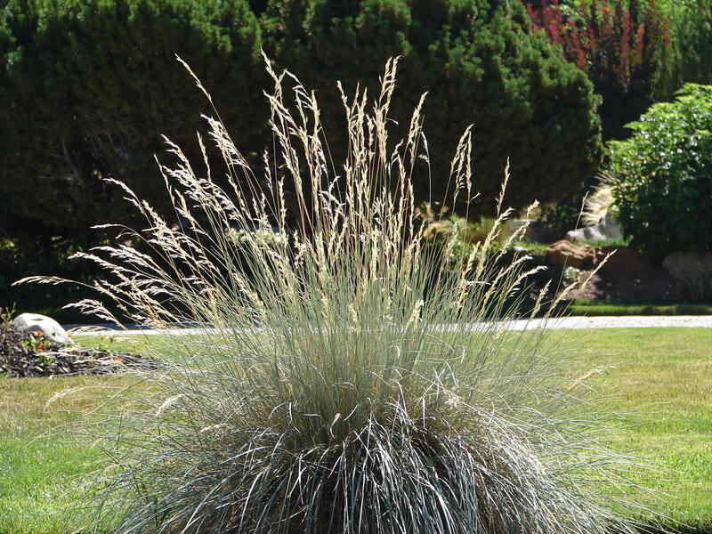 blue oat grass grown in the center of lawn