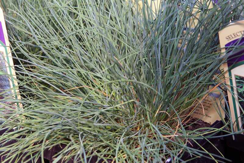 closeup image of Blue sheeps fescue