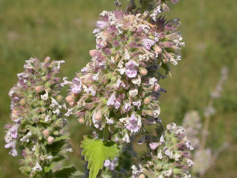 closeup image of a Catnip plant