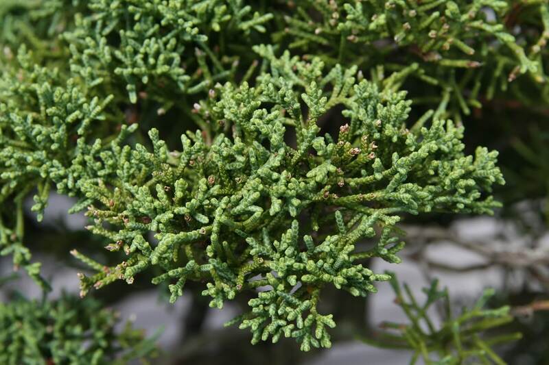 close up image of chinese juniper tree