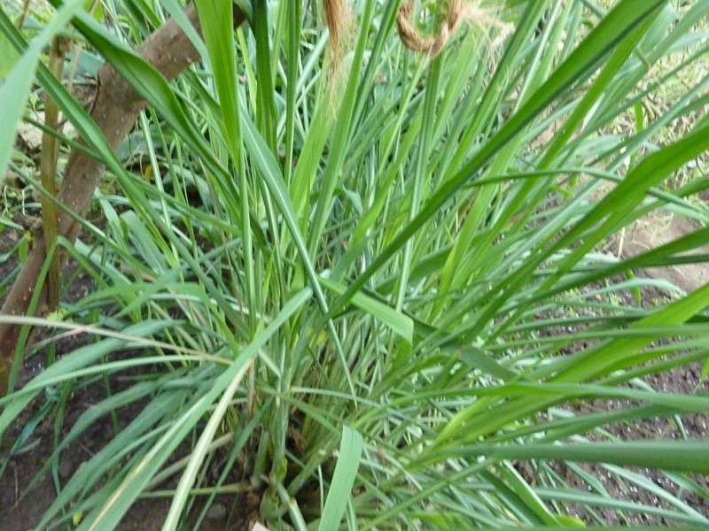 closeup image of a Citronella Grass plant