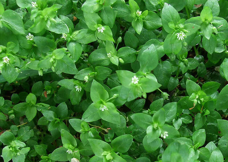 Close-up of common chickweed with white flowers and green oval leaves