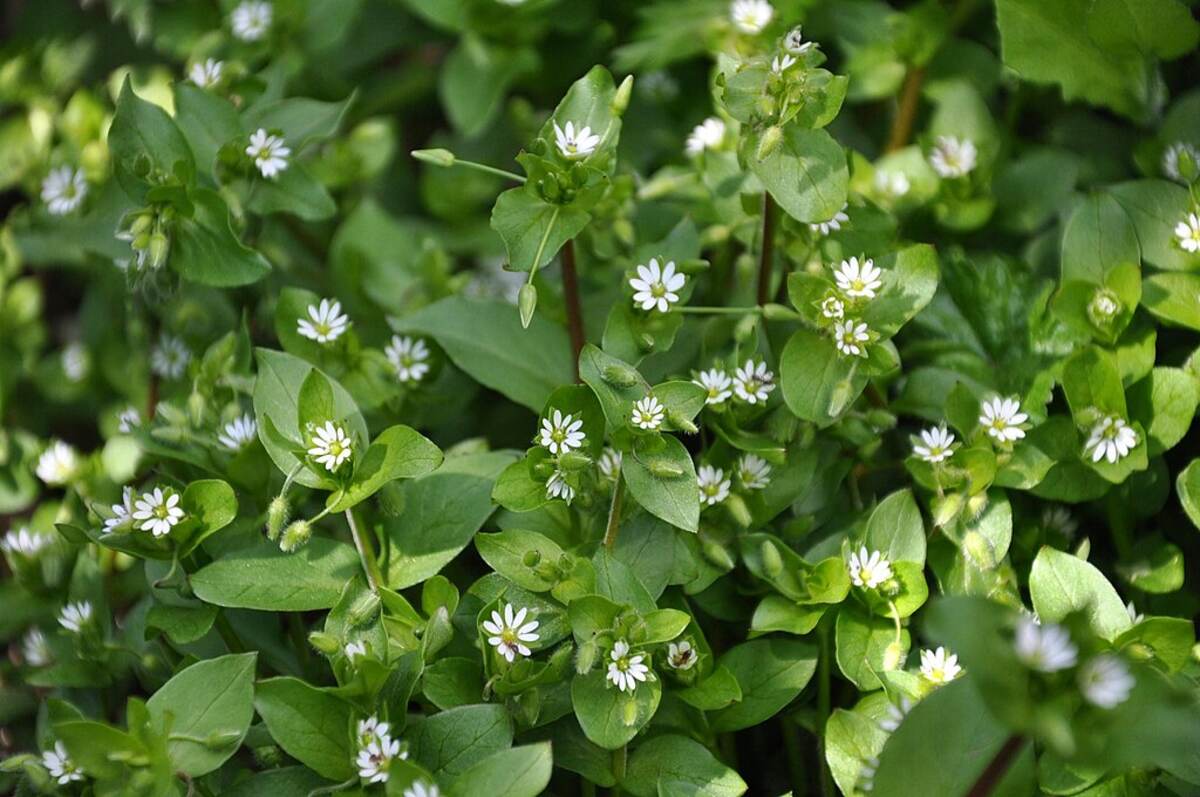 Common chickweed growing in a lawn