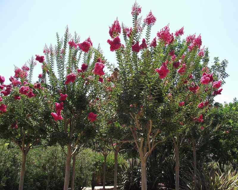 closeup of Crape myrtle plant