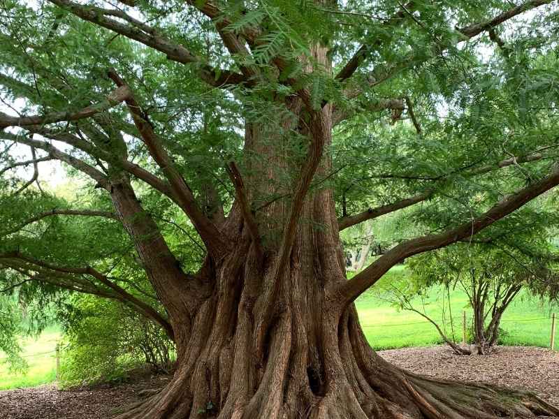 closeup of Dawn Redwood tree