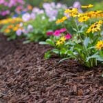 How to Choose the Right Mulch Color for Your Landscape