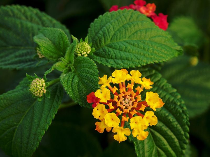 closeup image of a Lantana plant