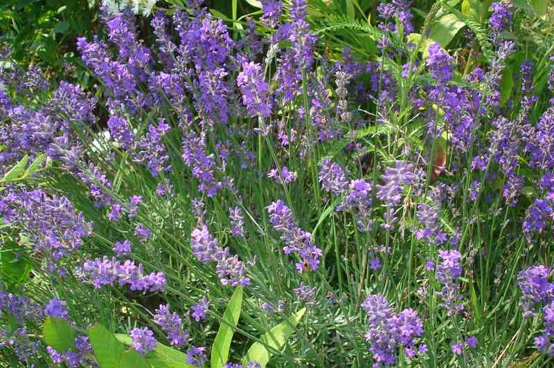closeup image of a Lavender plant