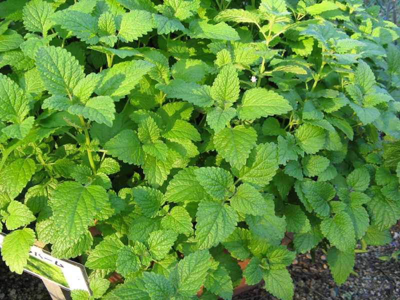 closeup image of a Lemon Balm plant