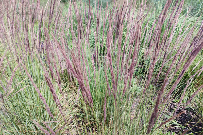 sunlight shining on little bluestem