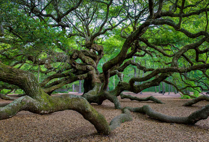 branches of an ancient live oak