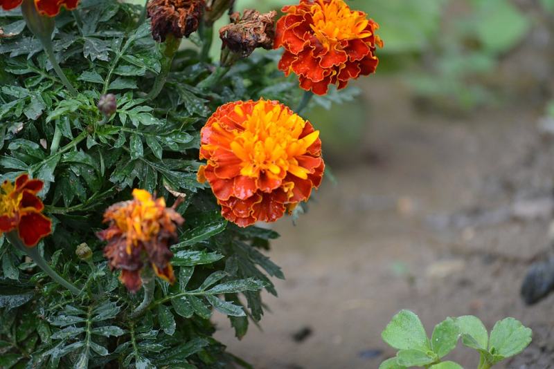closeup image of an orange colored marigold plant