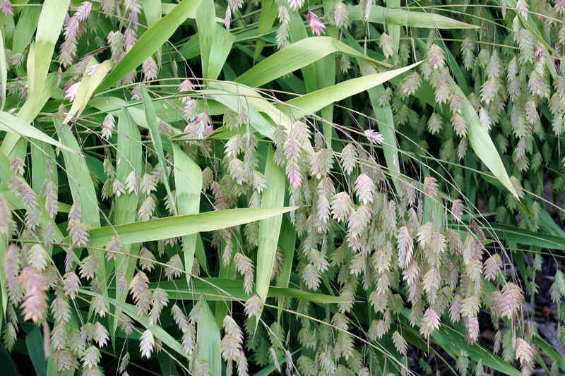 close up image of northern sea oats
