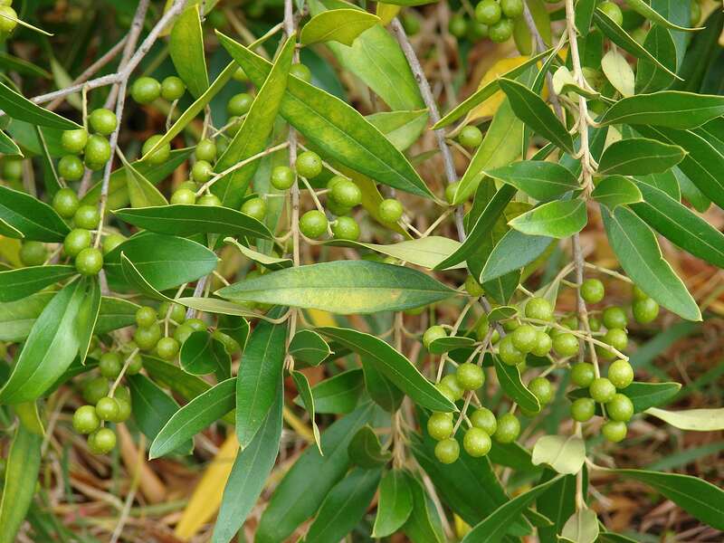 image of fruits and leaves of olive tree