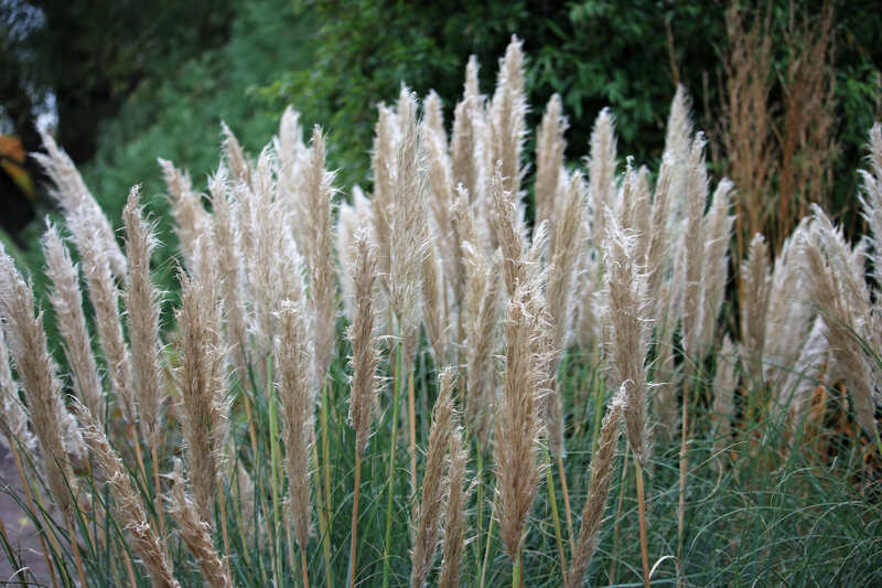 Tall, feathery plumes of pampas grass rising elegantly above dense green foliage