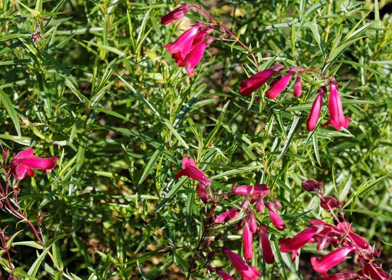 Penstemon plant with slender green leaves and vibrant tubular magenta flowers, blooming in a sunlit garden.