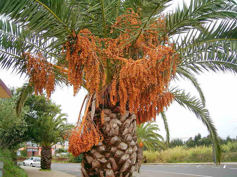 close up image of canary island date palm