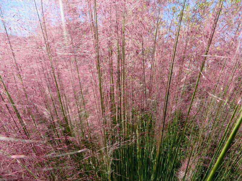 closeup of Pink Muhly Grass in a yard