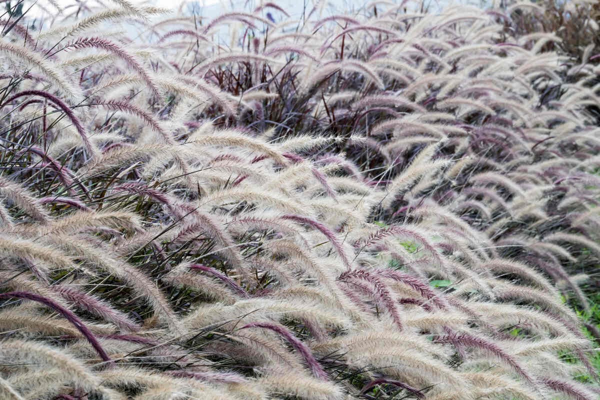 Graceful plumes of purple fountain grass arch elegantly, creating a soft, flowing wave of purplish and silvery hues in the landscape