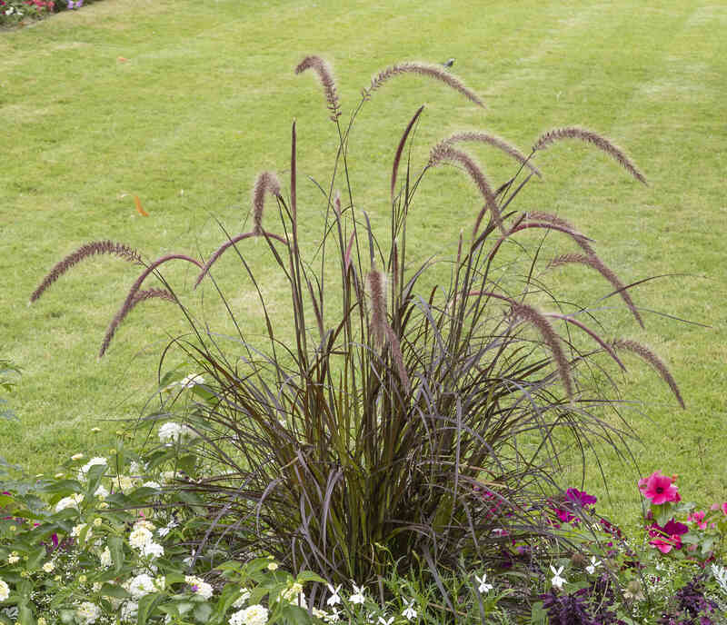 image of Purple Fountain Grass grown by the side of a lawn