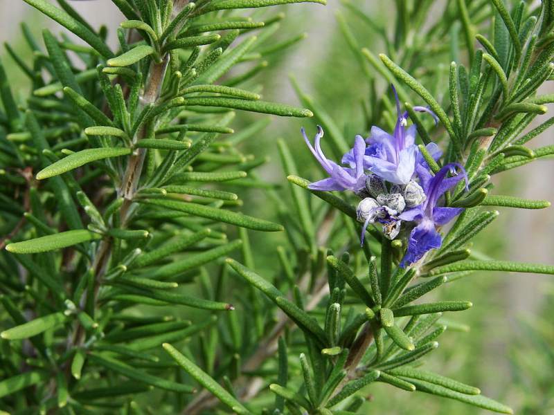 closeup image of a rosemary plant