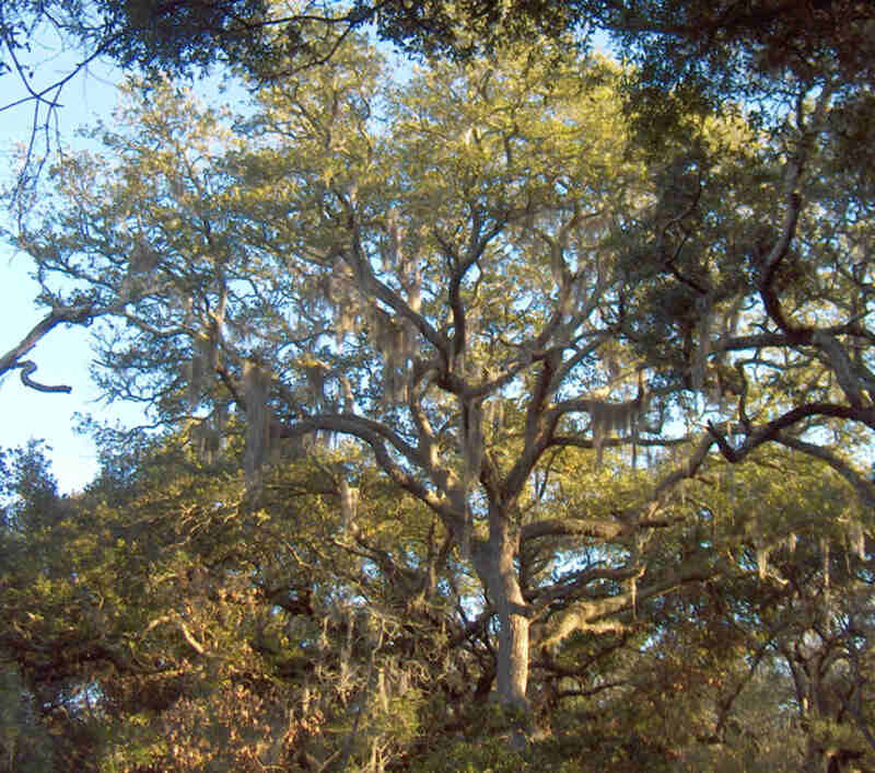closeup of Sand live oak