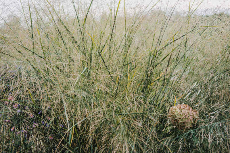 switchgrass with fine seed heads