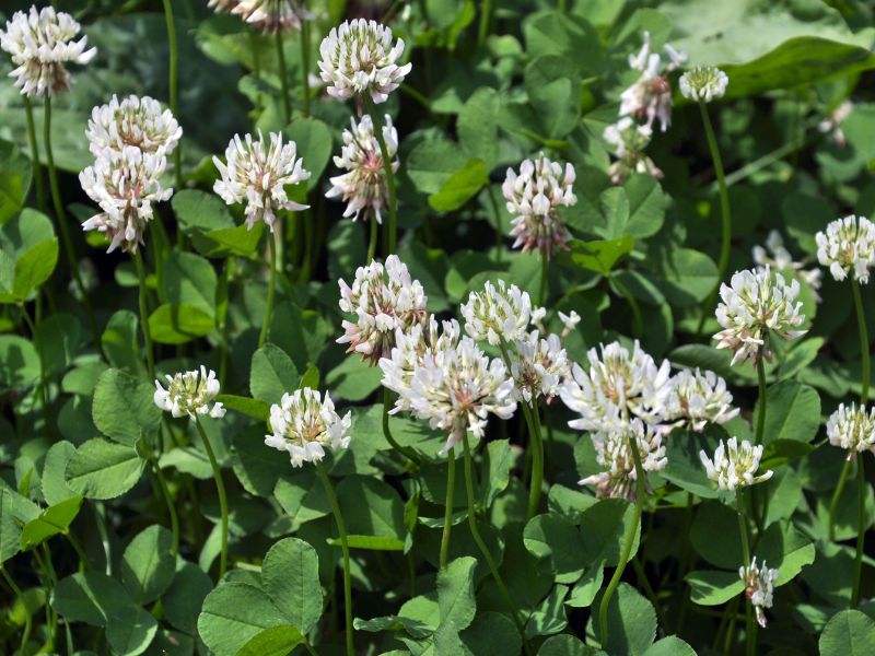 White clover (Trifolium repens) flowers
