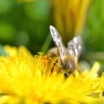 What is a Pollinator Lawn?