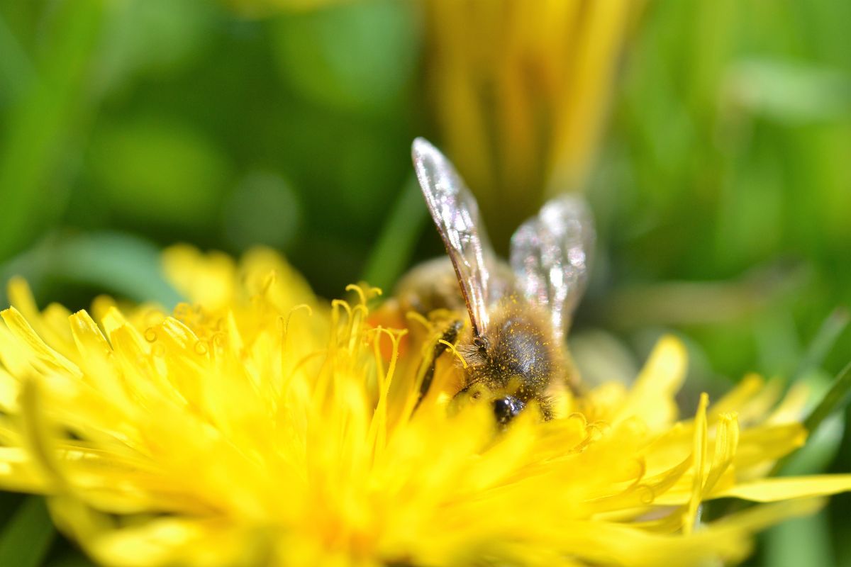 honey bee on dandelion in a pollinator lawn
