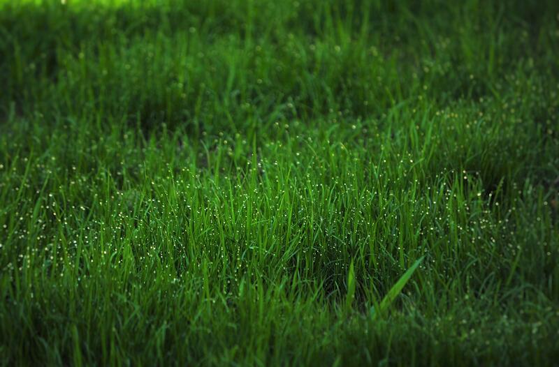 Close-up of wet grass with water droplets on blades