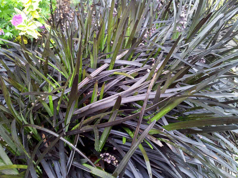 close up image of black mondo grass