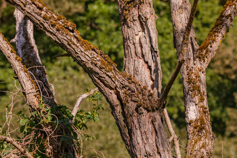 Dead branches of a large dead tree after hot summer