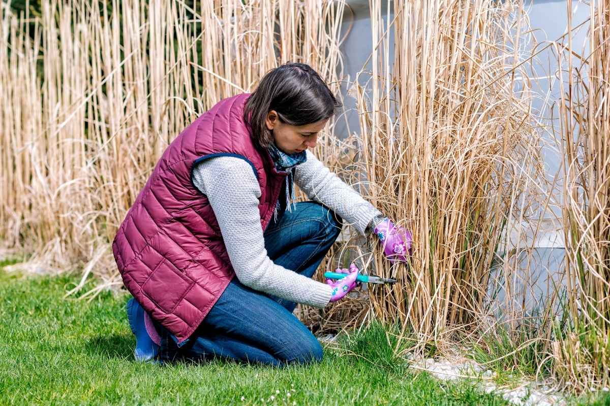 woman cutting ornamental grass in a garden