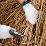 How to Cut Back Ornamental Grasses