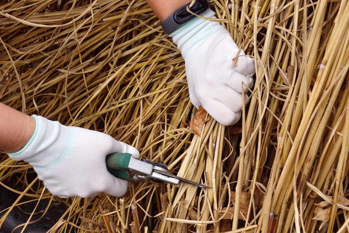 A person wearing white gloves uses pruning shears to trim dead ornamental grass, holding a bundle of dry yellow stalks against a backdrop of dense, tangled grass blades.