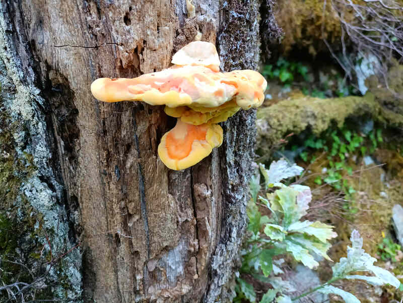 bracket fungus on tree bark