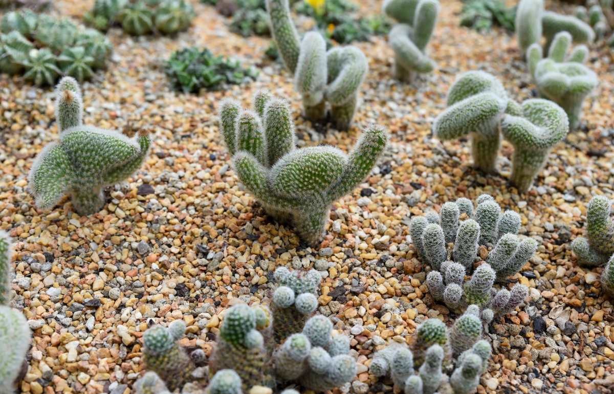 Fuzzy cacti grow in a desert garden bed covered with small gravel mulch, with succulents and stones in background.
