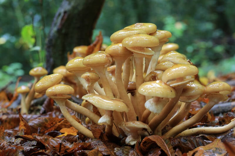 closeup image of a honey fungus 